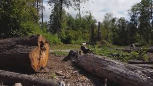 Seasonal Cleanup (Spring/Fall) in Indian River Estates, FL