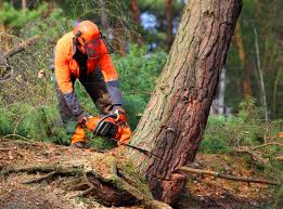 How Our Tree Care Process Works  in  Indian River Estates, FL
